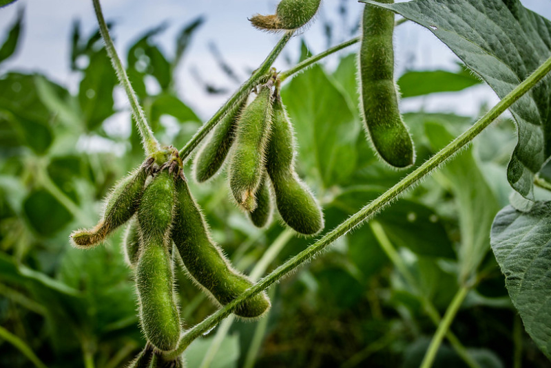 beans-crops