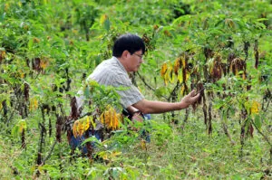 CIAT-photo_damaged-cassava-300×199