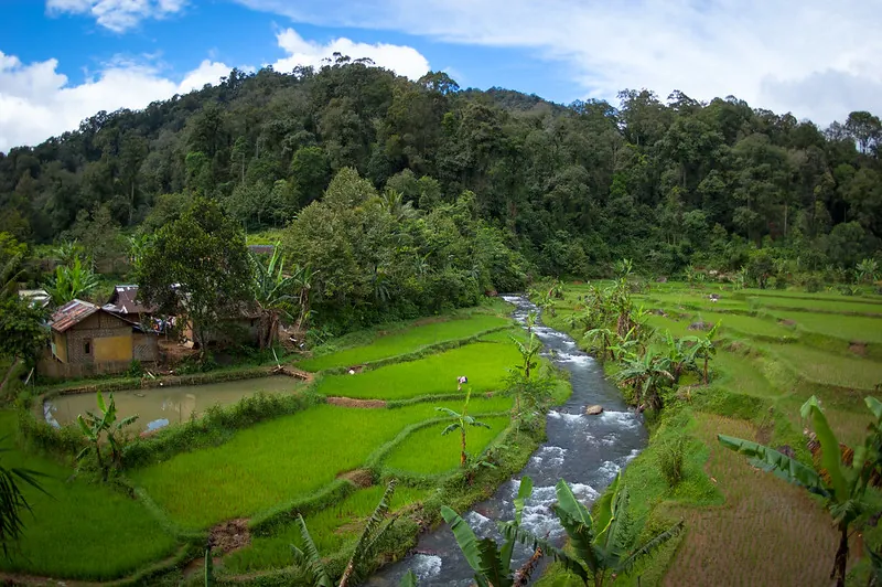 CIFOR-image