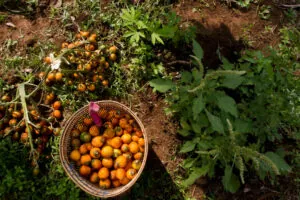 CIFOR-photo-300×200