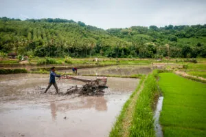CIFOR_rice-field_farmer-300×199