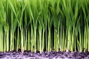 Rice_IFPRIphoto-300×199