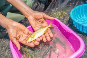 WorldFish-photo_fish_hands-300×200