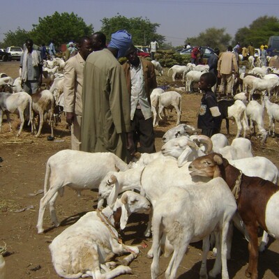 selling-sheep-in-market-_0